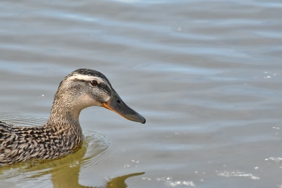 mallard, shorebird, bird, duck, wading bird, water, wildlife, lake, waterfowl, poultry