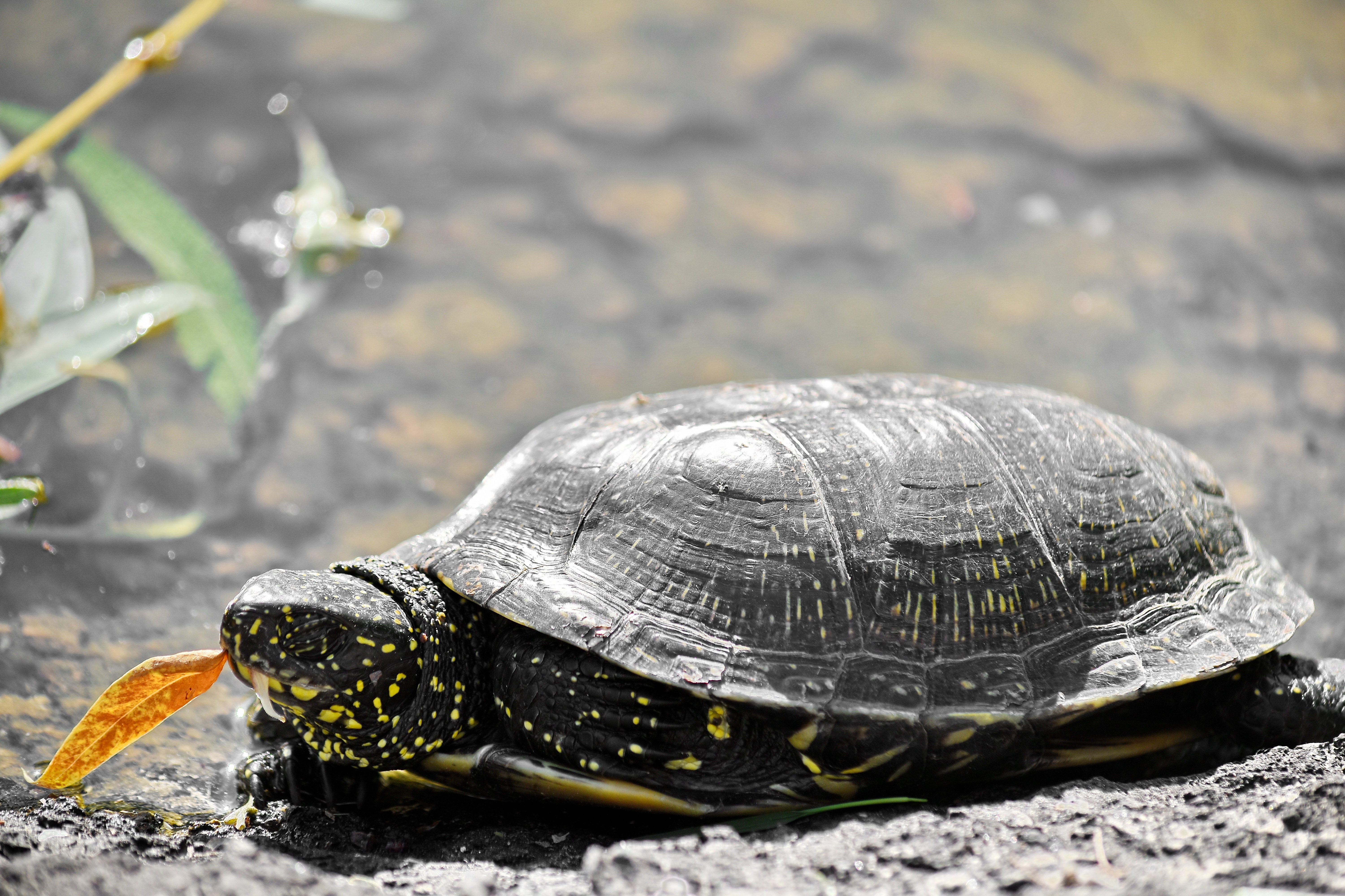 Значение черепахи в природе и жизни человека. Речная черепаха. Черепаха в воде. Черепаха роль в природе. Природа, животное, черепаха.