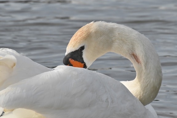 neck, wings, bird, swan, beak, water, waterfowl, feather, aquatic bird, wildlife