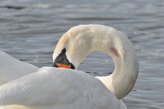 neck, waterfowl, swan, water, wildlife, aquatic bird, bird, beak, lake, nature