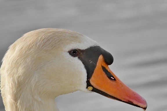 beak, detail, side view, swan, waterfowl, bird, feather, wildlife, aquatic bird, water