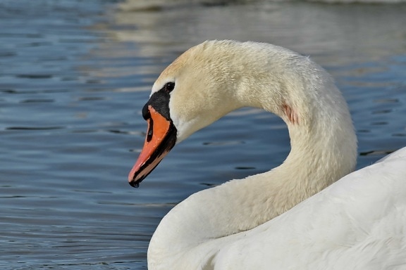 pretty, swan, aquatic bird, wildlife, waterfowl, water, beak, bird, lake, nature