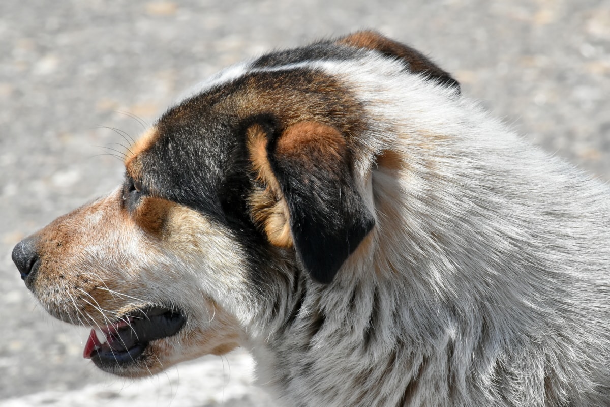 dog, side view, fur, hound, animal, hunting dog, canine, portrait, nature, looking
