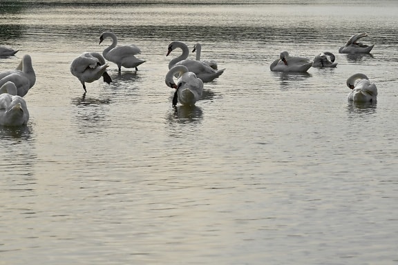 flock, waterfowl, water, bird, wildlife, aquatic bird, swan, swimming, lake, reflection