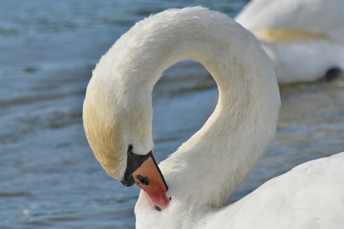 neck, swan, beak, bird, waterfowl, nature, aquatic bird, water, lake, wildlife