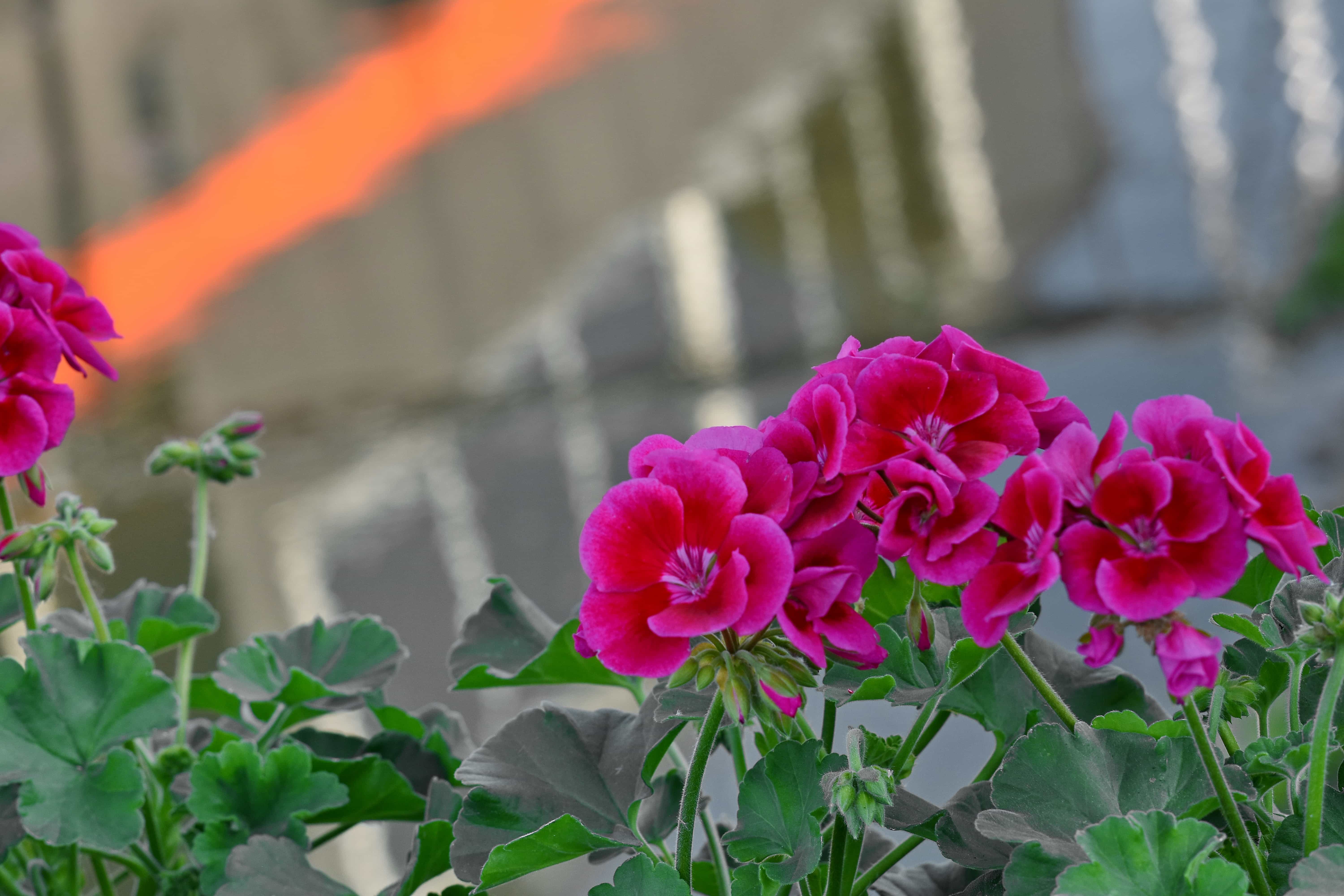 フリー写真画像 ピンク 工場 花 ゼラニウム ガーデン 花びら フローラ 咲く 自然 夏