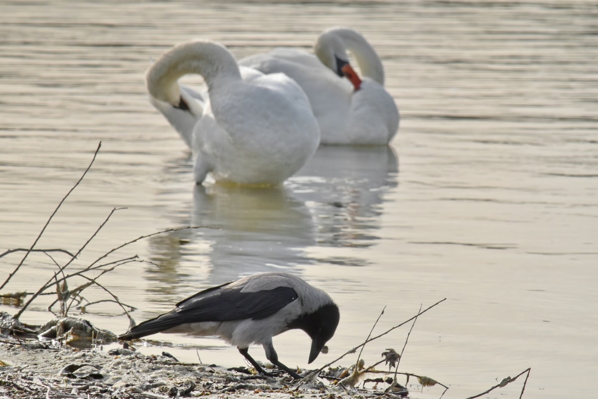 crown, ornithology, riverbank, swan, aquatic bird, bird, lake, waterfowl, wildlife, water