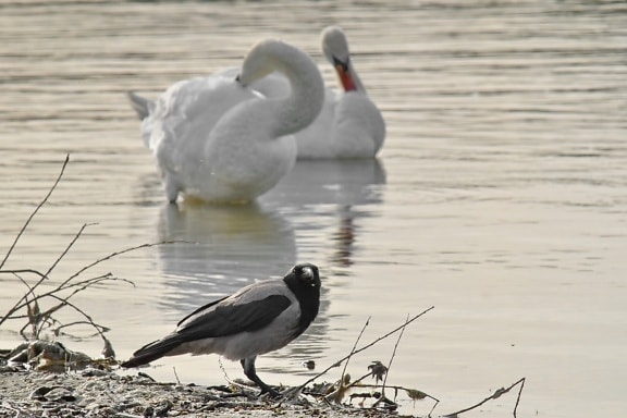 crown, flock, riverbank, swan, waterfowl, water, aquatic bird, wildlife, bird, lake