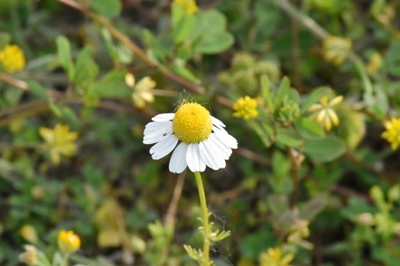 chamomile, herb, meadow, flower, spring, blossom, plant, nature, flora, leaf