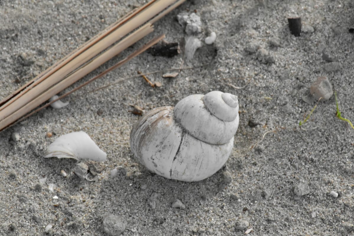 mollusk, gastropod, sand, natur, bakken, stranden, nærbilde, skjell, tekstur, kysten