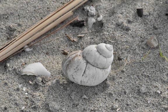 mollusk, gastropod, sand, nature, ground, beach, upclose, shell, texture, seashore