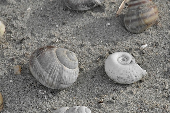 seashell, shell, seashore, nature, beach, sand, mollusk, summer, sea, marine