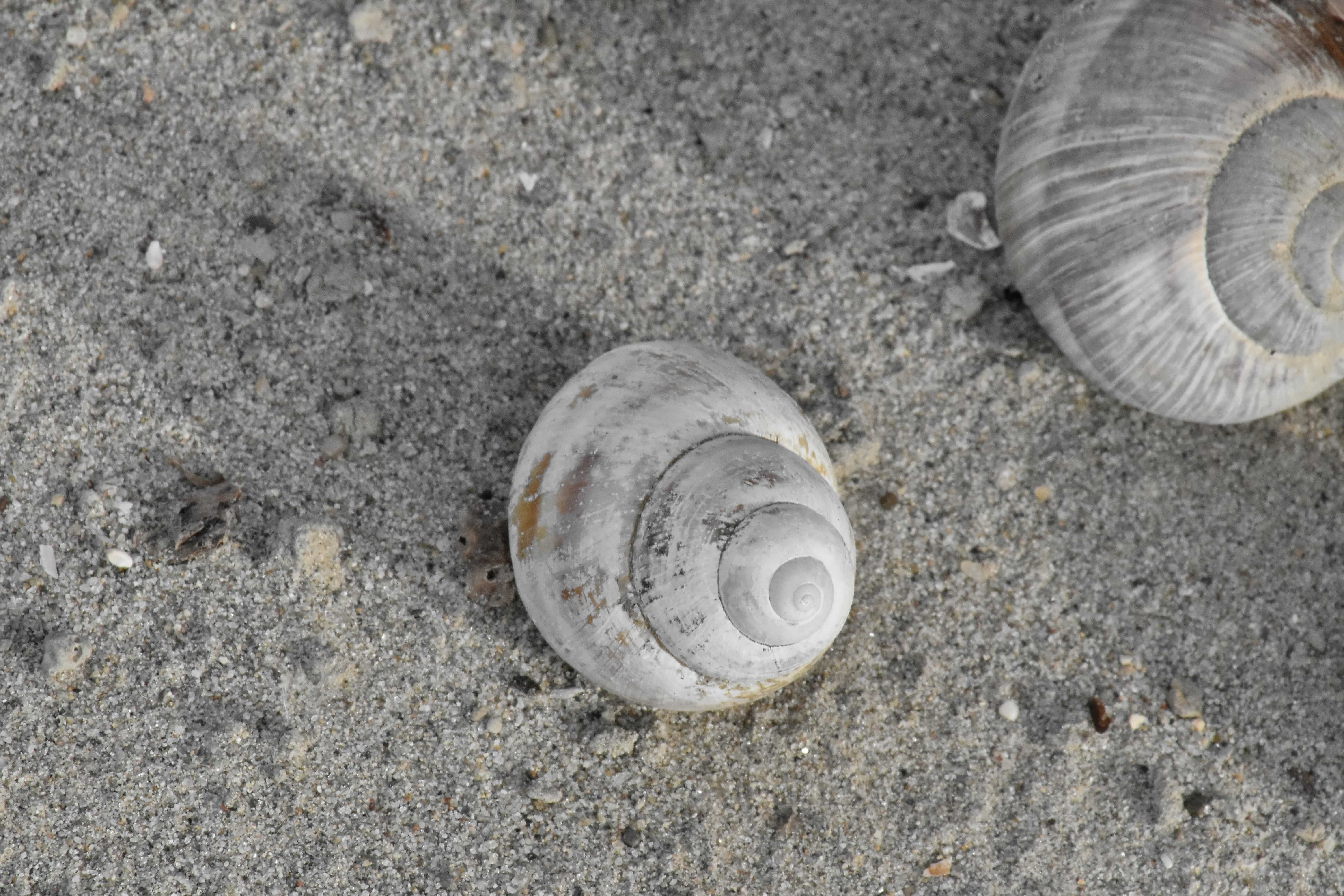 Free Picture Beach Sand Gastropod Mollusk Invertebrate Seashore Shell Nature Seashell