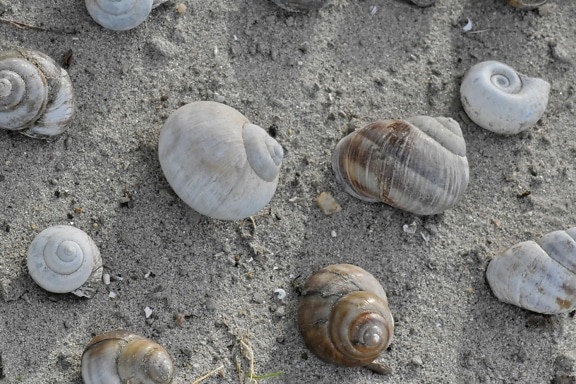 Seashell, lumaca, Seashore, spiaggia, frutti di mare, Conch, a spirale, conchiglia, sabbia, natura