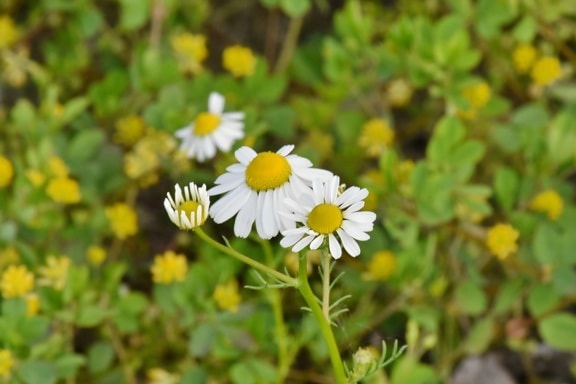 chamomile, daisy, herb, spring, meadow, plant, blossom, flower, nature, hay field