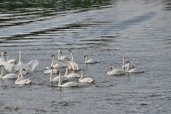 flock, swan, bird, aquatic bird, water, lake, wildlife, waterfowl, pool, swimming