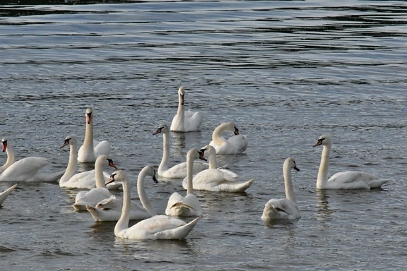daylight, waterfowl, water, swan, bird, lake, aquatic bird, wildlife, feather, neck