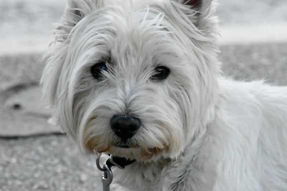 curious, pedigree, portrait, white, puppy, breed, cute, canine, dog, fur