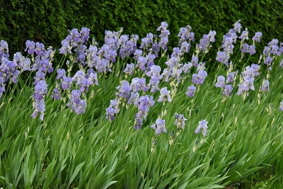 Iris, vara, gradina, flora, plante, floare, flori, iarbă, primavara, natura