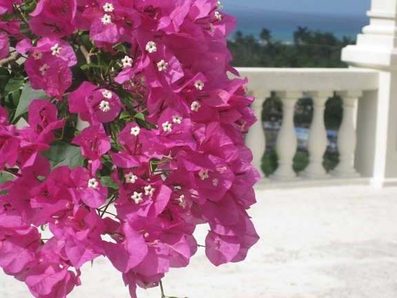 balcone, recinzione, giardino di fiore, zona di villeggiatura, fiorire, pianta, Giardino, petalo, fiore, fiori
