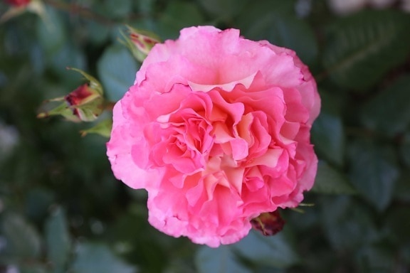 en détail, bouton floral, jardin fleuri, horticulture, pétales, rosâtre, Rose, arbuste, couleur, des roses