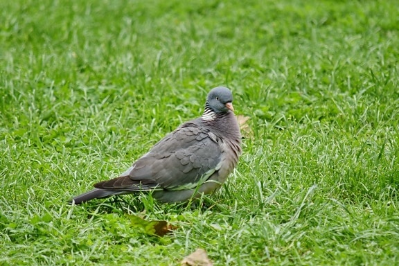 pigeon, wildlife, wild, grass, beak, feather, animal, bird, nature, outdoors