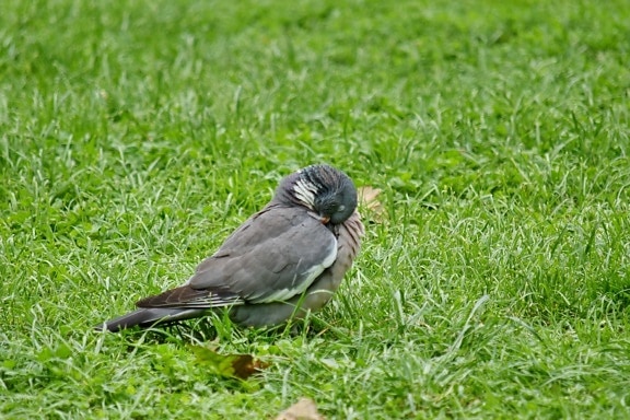 tête, Pigeon, panache, herbe, nature, faune, aile, Colombe, bec, sauvage