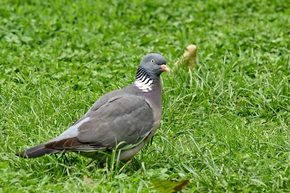 looking, pigeon, wildlife, nature, animal, bird, feather, beak, grass, grey