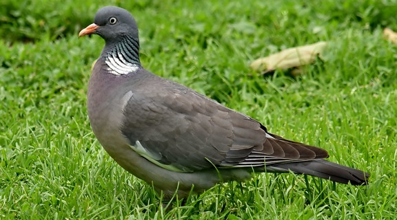 gray, feather, beak, pigeon, nature, wildlife, animal, bird, grass, grey