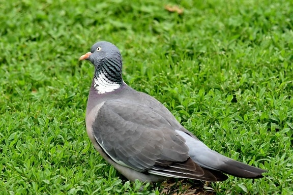 curious, gray, green grass, pigeon, wildlife, beak, animal, bird, feather, grey