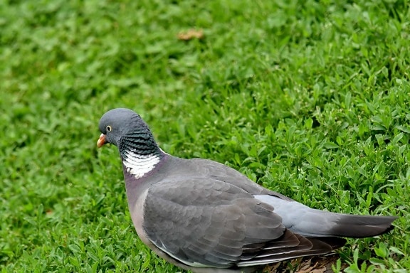 grey, head, pigeon, beak, animal, feather, dove, nature, bird, wildlife