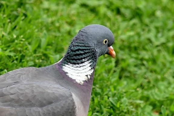 head, pigeon, side view, wildlife, feather, beak, animal, nature, bird, wild