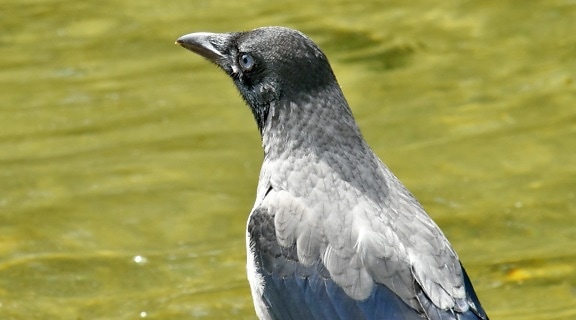 bird, grey, head, side view, beak, wild, feather, wildlife, animal, nature