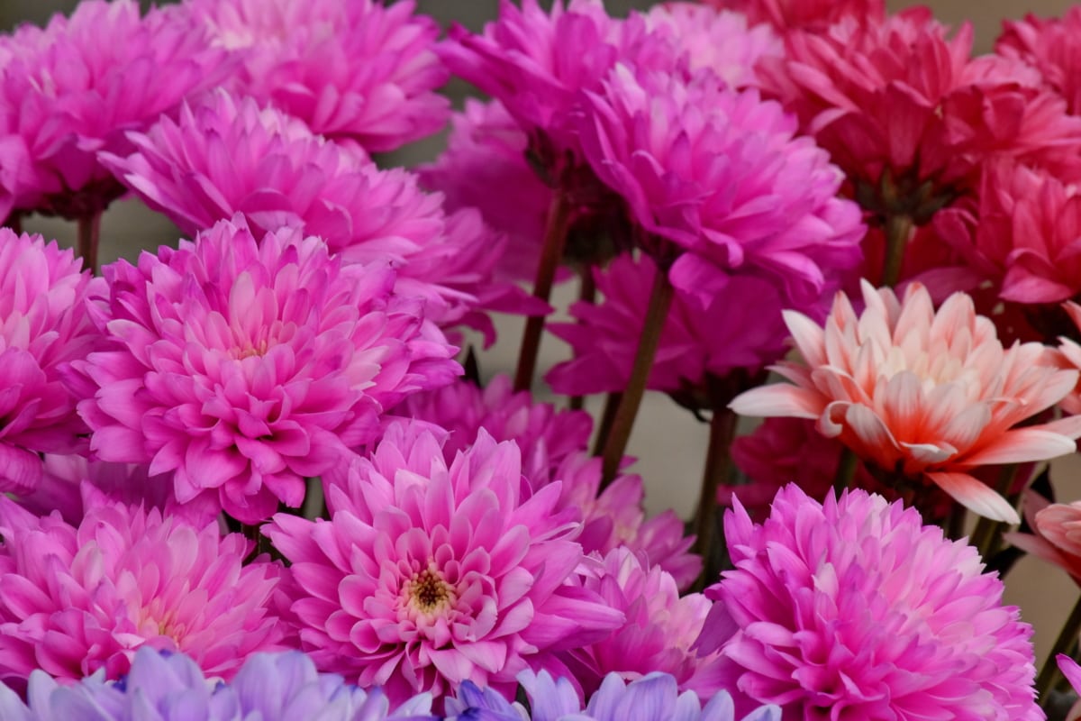 フリー写真画像 花束 菊 ピンク 花 花びら 花 咲く 色 装飾 シーズン