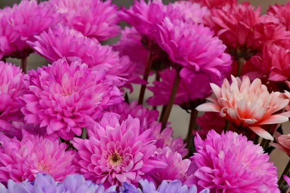 buket, Chrysanthemum, lyserød, blomst, kronblad, blomsterflor, blomstrende, farve, dekoration, sæson