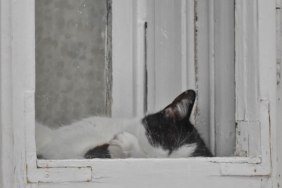 svart och vitt, huskatten, sover, fönster, katt, fönsterbräda, porträtt, hus, kattunge, djur