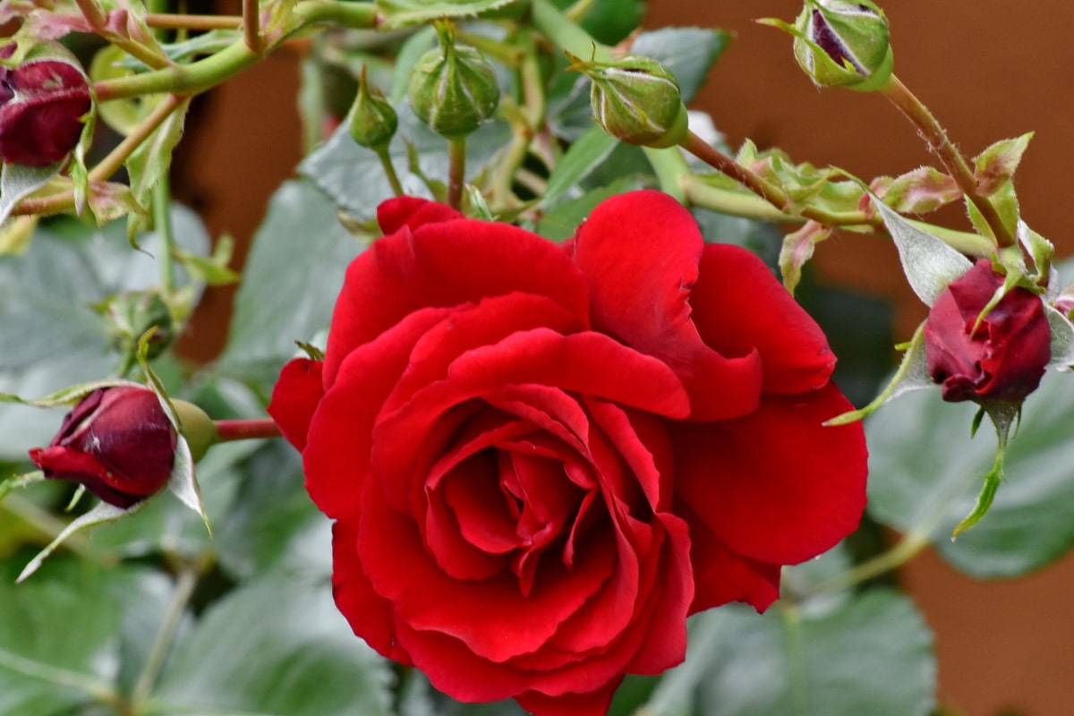 Free Picture Beautiful Flowers Flower Garden Horticulture Red Plant Flower Leaf Romance Rose Shrub