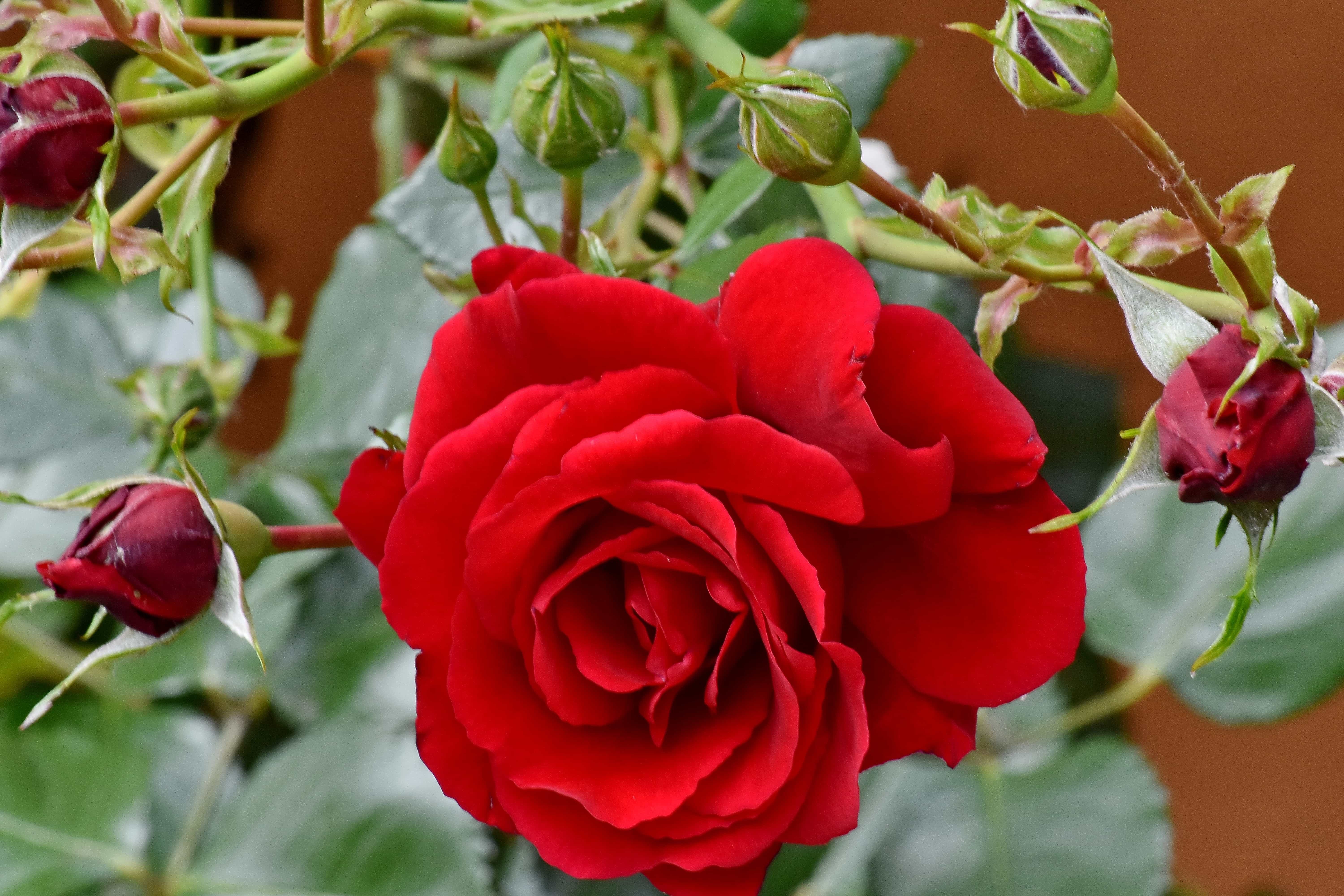 Free Picture Beautiful Flowers Flower Garden Horticulture Red Plant Flower Leaf Romance Rose Shrub