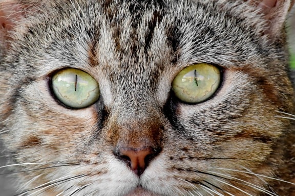 상세 정보, 눈알, 속눈썹, 눈, 세로, 고양이, 동물, 고양이, 줄무늬 고양이, 수염