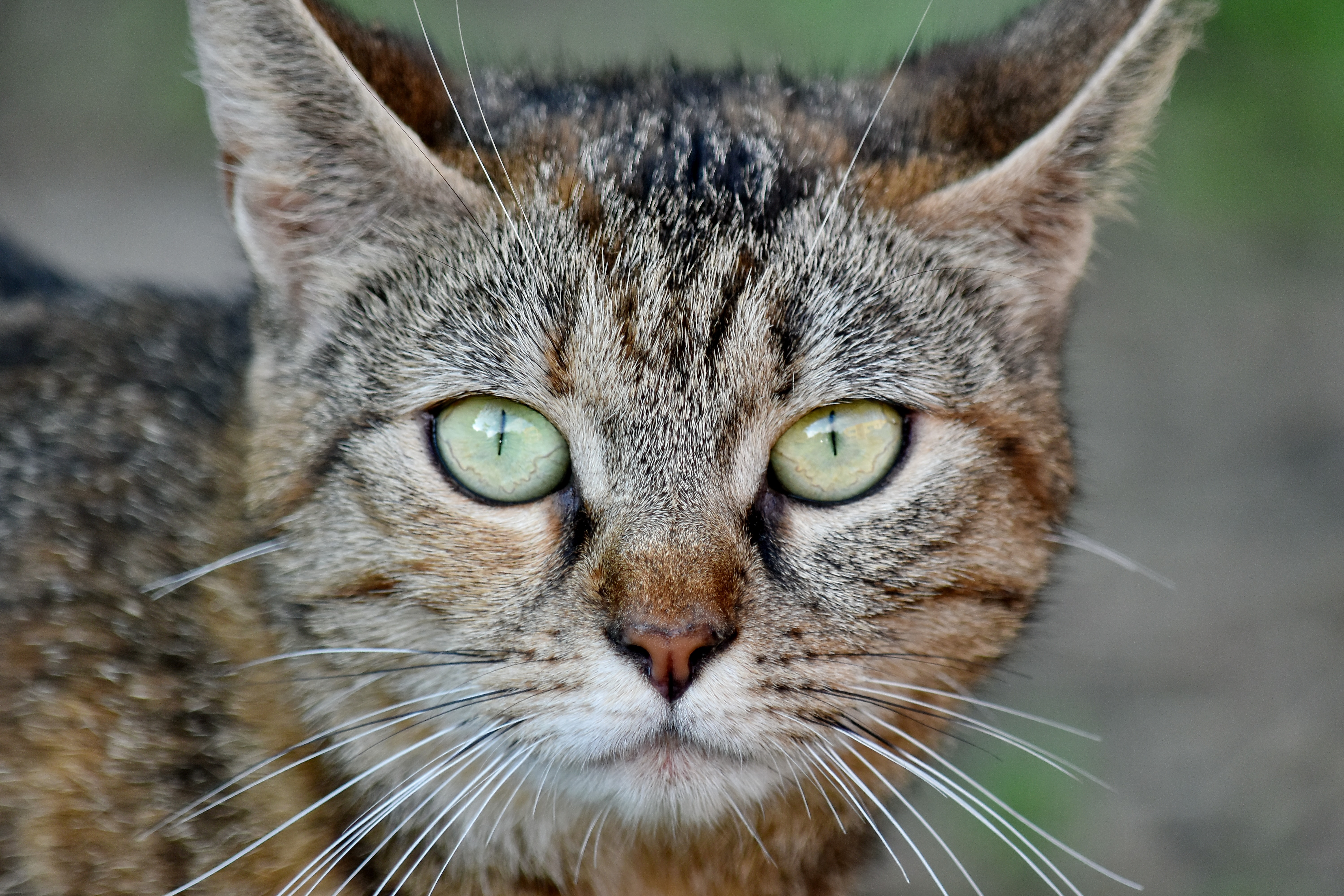 フリー写真画像 愛らしい 縦方向 Cat 目 ウィスカー ネコ科の動物 国内の猫 かわいい ストライプ猫 動物