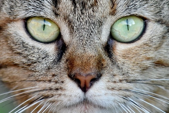 Домашняя кошка, глаза, нос, Портрет, усы, мило, полосатый кот, кошка, столбик, животное