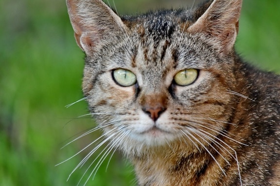penasaran, kucing domestik, Bulu, mata, kucing, hewan, Manis, kucing, anak kucing, kumis