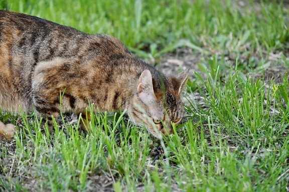 好奇心が強い, 国内の猫, 緑の草, ネコ科の動物, 草, cat, 自然, かわいい, 毛皮, 子猫