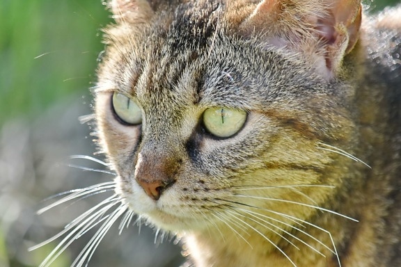 домашньої кішки, портрет, яскраве сонячне світло, Хутро, смугастий кот, котячих, природа, око, тварини, кішка