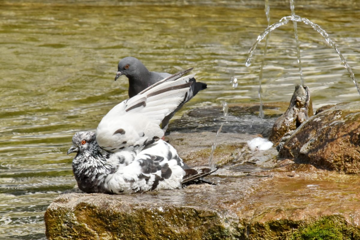 kúpanie, pekného počasia, fontána, holub, Splash, voda, voľne žijúcich živočíchov, vták, príroda, zviera