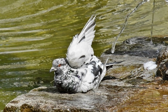 bathing, fountain, pigeon, urban area, wing, nature, bird, wildlife, water, animal
