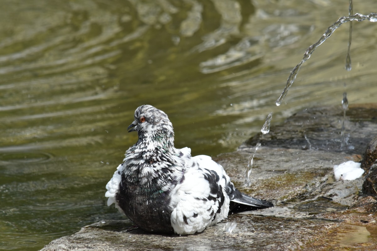 Fontaine, Pigeon, eau, nature, oiseau, animal, sauvage, à l’extérieur, Wet, panache