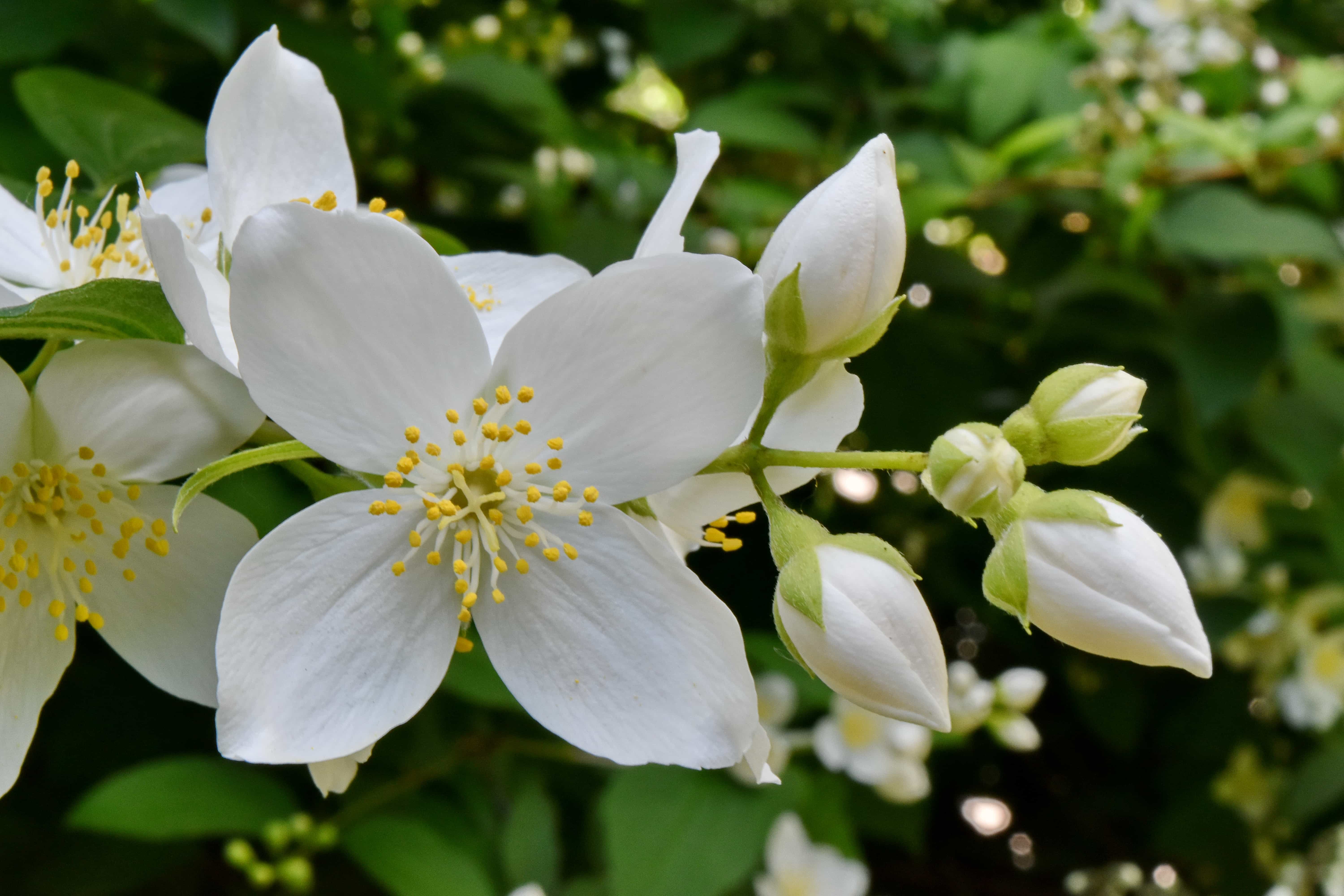 フリー写真画像 詳細 低木 白い花 花びら 春 自然 工場 花 花 葉