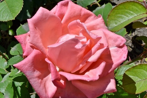 квітник, рожево, Троянди, чагарник, Троянда, квітка, сад, завод, лист, природа