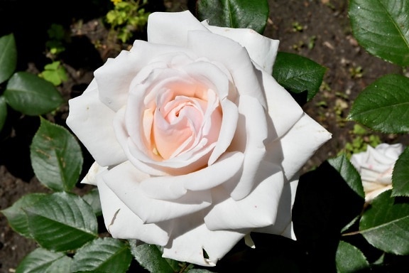 flower garden, white flower, rose, flower, romance, nature, plant, shrub, leaf, garden